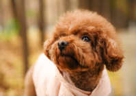 宠物美容分类有哪些