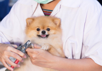 宠物美容画画教程