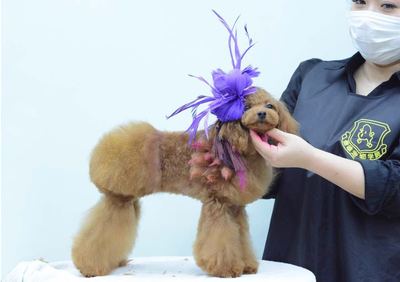 宠物美容有哪些