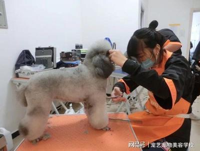 宠物美容师行业前景怎么样