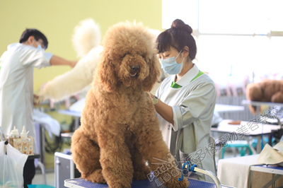 宠物美容设施