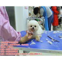 宠物美容有什么项目吗多少钱