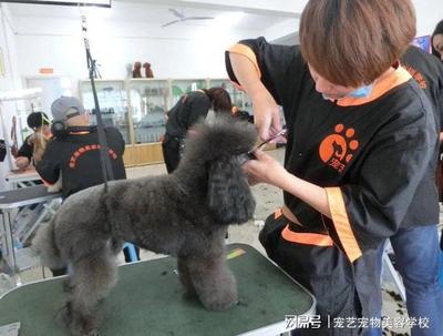 宠物美容分为