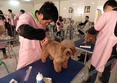 宠物美容优势