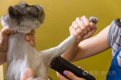 宠物美容的作用是什么