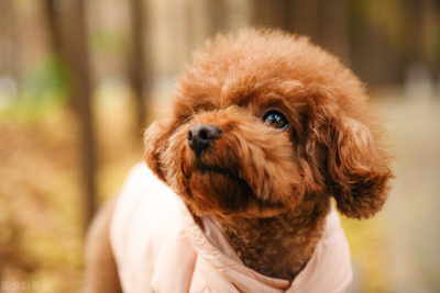 宠物美容分类有哪些