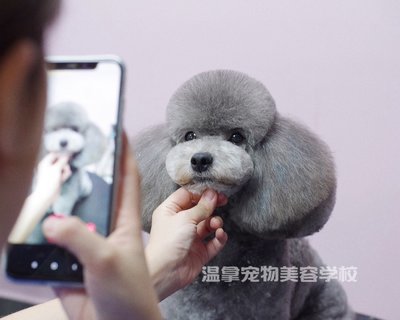 宠物美容的萌系有必要学吗
