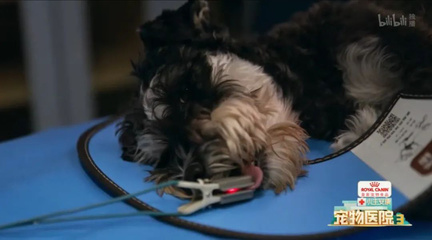 萌宠宠物医院怎么样