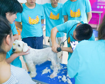 宠物美容洗护赚钱吗知乎