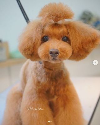 宠物美容造型图片