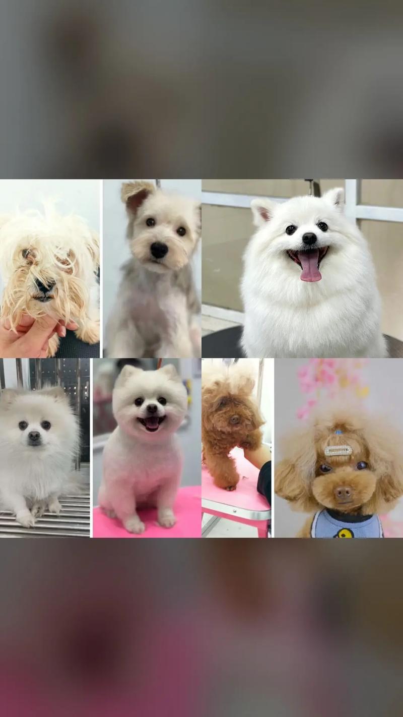 宠物美容萌系图片大全大图可爱