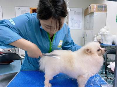 宠物美容做什么的