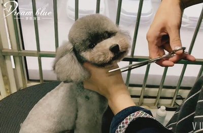 宠物美容七大步骤