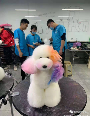 宠物美容的作用有哪些呢