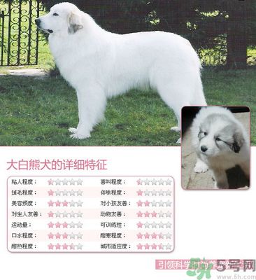 宠物美容的特征有哪些