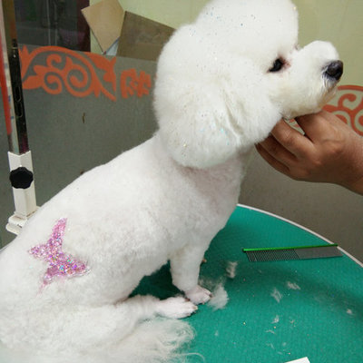 宠物美容造型画图大全图片