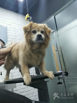 宠物美容点评怎么写范文