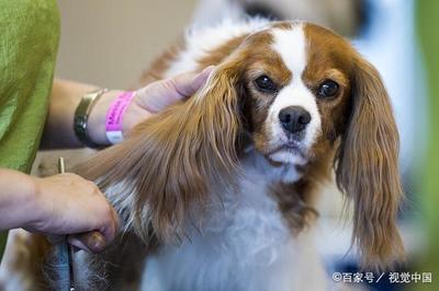 宠物美容师注意事项