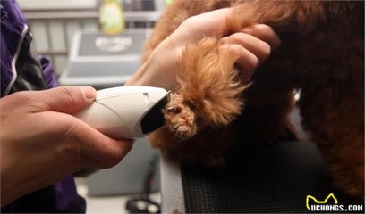 宠物美容都有什么设备