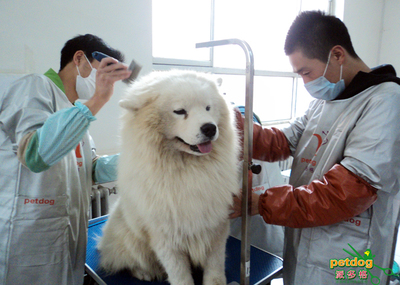 宠物美容的三个基本原则