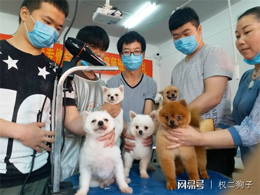 宠物美容师的发展前景