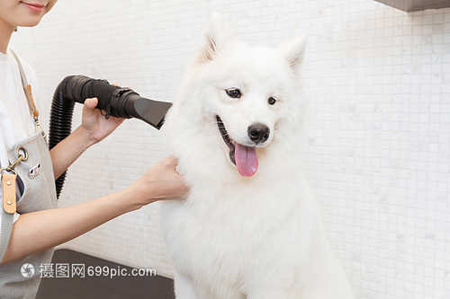 宠物美容照片大全图片