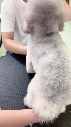 宠物美容师昵称