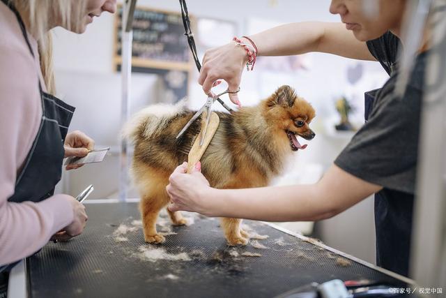 宠物美容用品测评分析报告怎么写