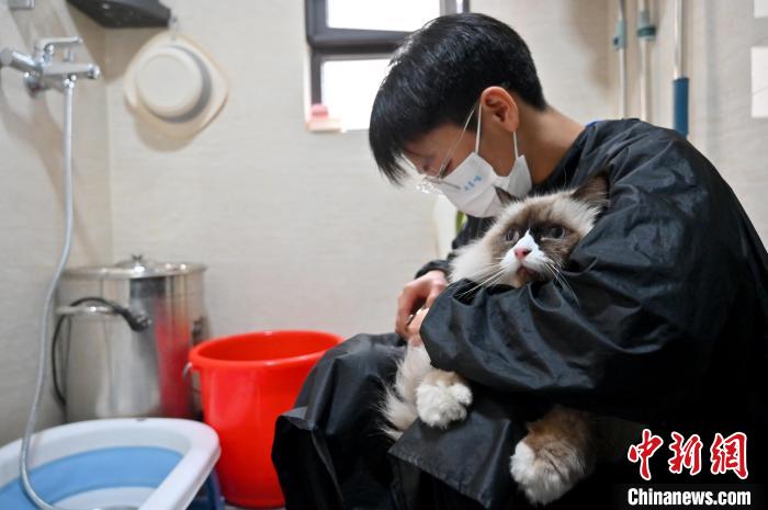 宠物美容洗护师