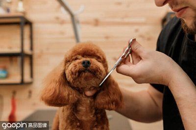 宠物美容造型都有哪些项目呢