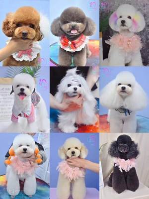 宠物美容萌系图片大全