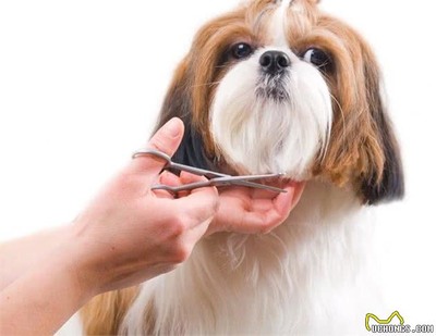 宠物美容的步骤