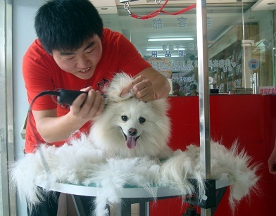 宠物美容店取名