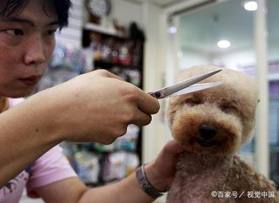 宠物美容品牌有哪些