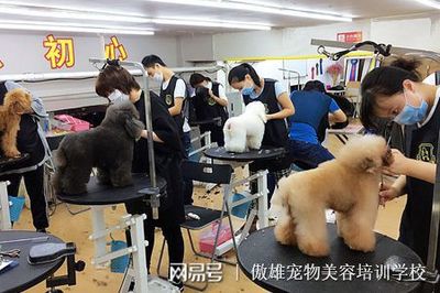 宠物美容都包括什么项目呢多少钱