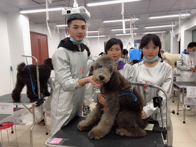 宠物美容相关知识