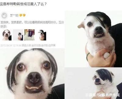 宠物美容师好评怎么写
