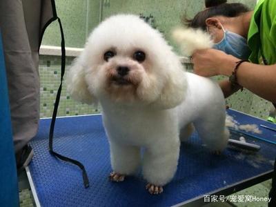 宠物美容的意义