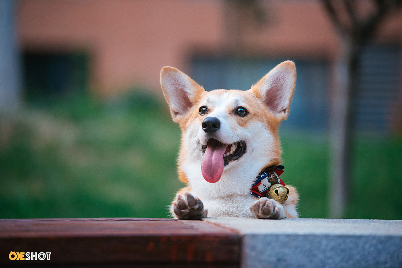 宠物好评怎么写