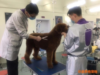 宠物美容这个行业有前景吗女生怎么样