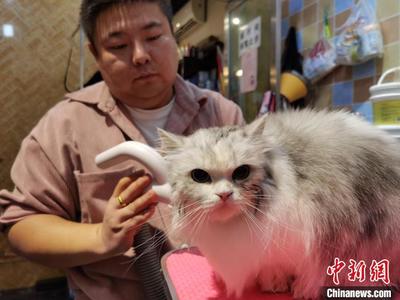 宠物美容的评价怎么写好