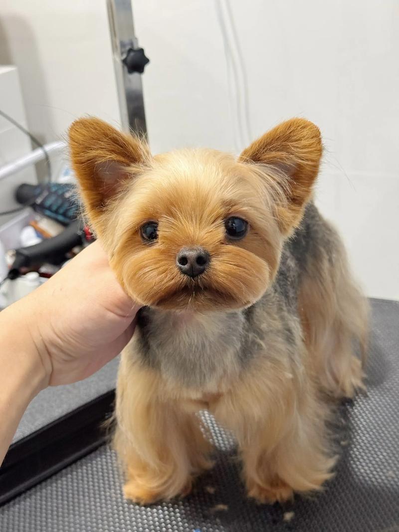 宠物美容的成本价