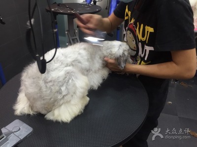 宠物美容点评怎么写简短