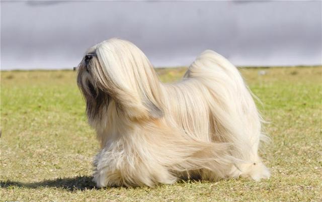 宠物美容有什么项目吗知乎