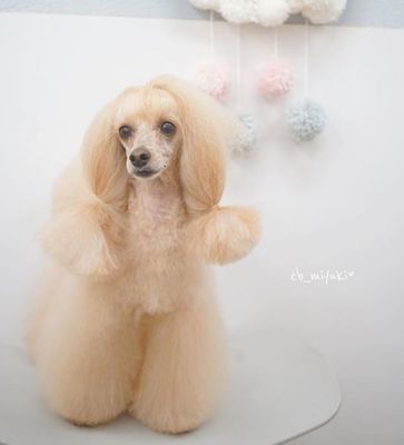 宠物美容日系造型手稿图片