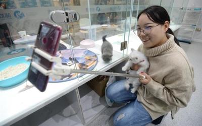 关于宠物美容师评价