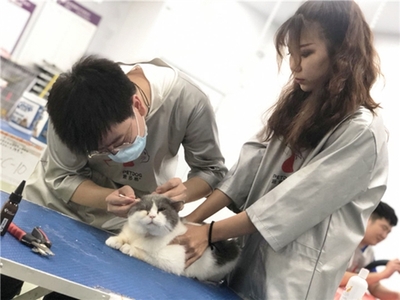 宠物美容师软件