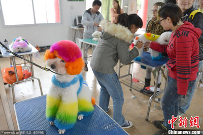 宠物美容萌宠秀场怎么做好看的