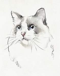 宠物美容造型画图软件哪个好