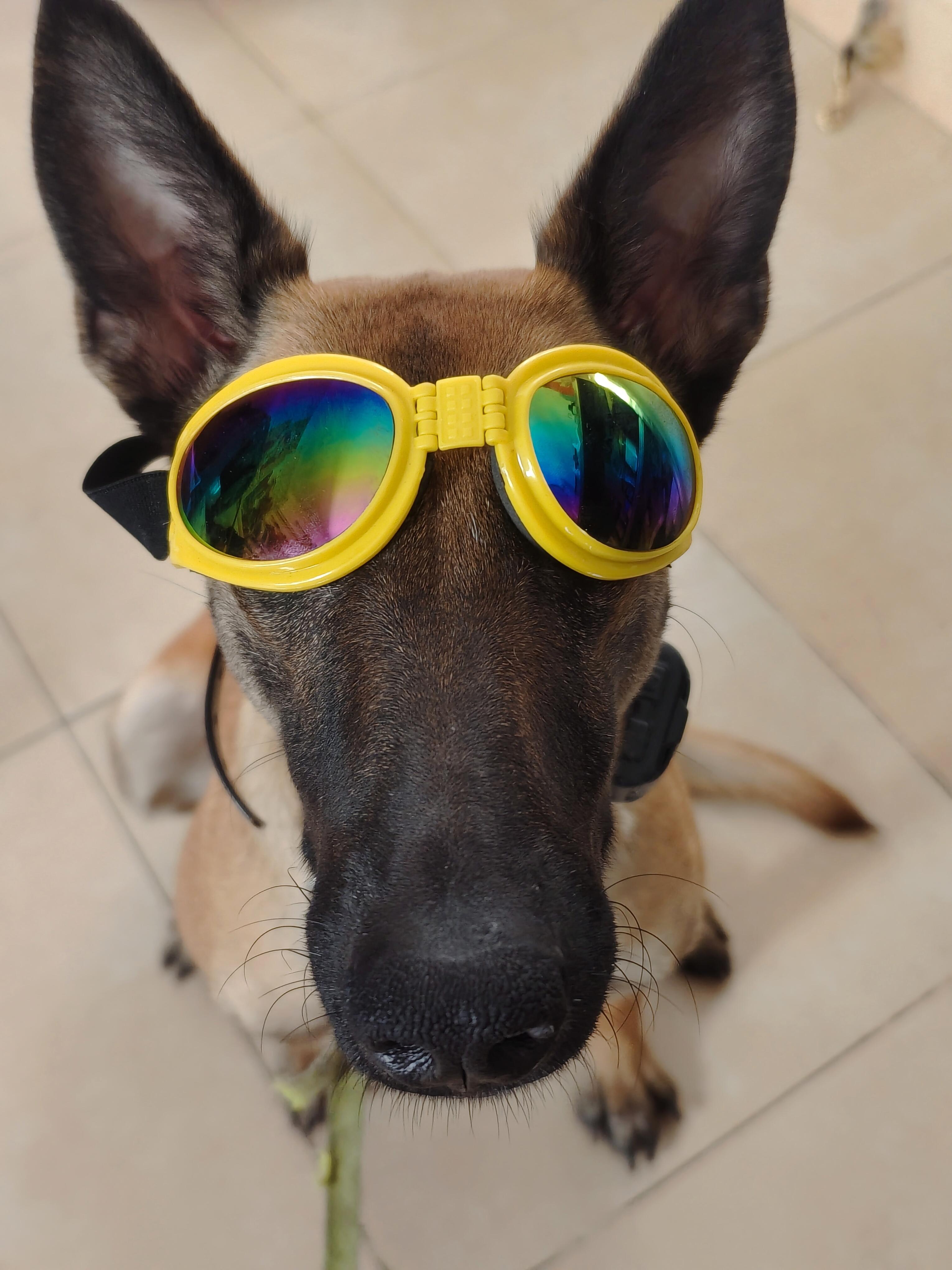 宠物美容萌系名字大全四个字